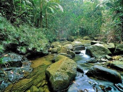 Rainforest in Endau Rompin National Park