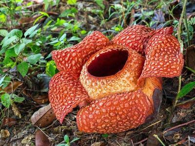 Rare Rafflesia in Jeram Besu
