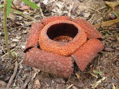 Rare rafflesia in Kinabalu Park