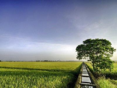 Rice Paddy Field and a tree in Sekinchan