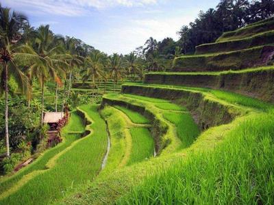 Rice terraces in at Ubud in Bali