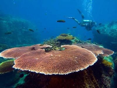Scuba diver and coral underwater at Pulau Tioman