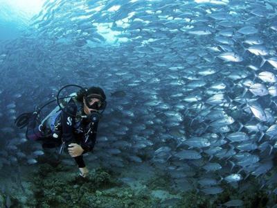 Scuba diving scene in Sipadan Island