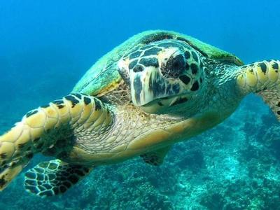 Sea turtle front view at Pulau Tioman