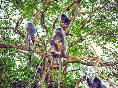 Silver leaf monkeys eating on trees in Kuching mangroves