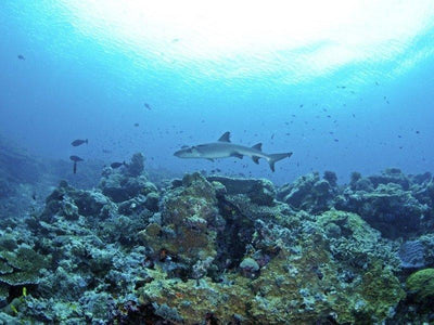 Sipadan Island coral reefs
