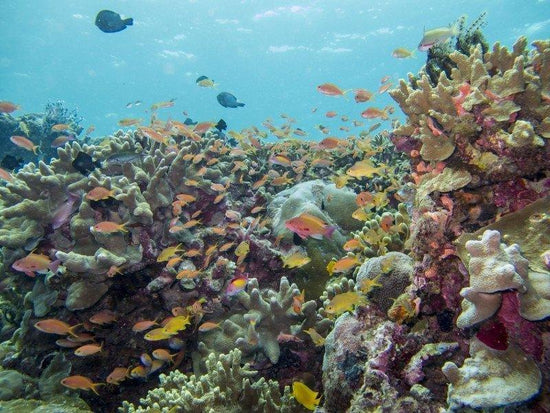 Sipadan Island marine lifes underwater