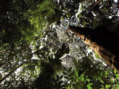 Tall trees in FRIM Kuala Lumpur