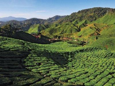 Tea plantation in Cameron Highlands