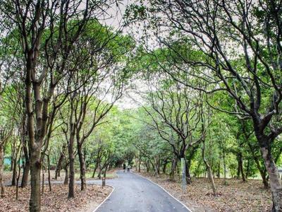 The scenery within the park in Bang Kachao