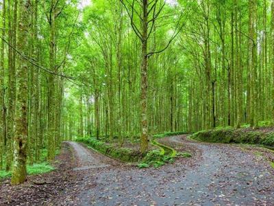 The trails inside Bali Botanical Garden in Bedugul