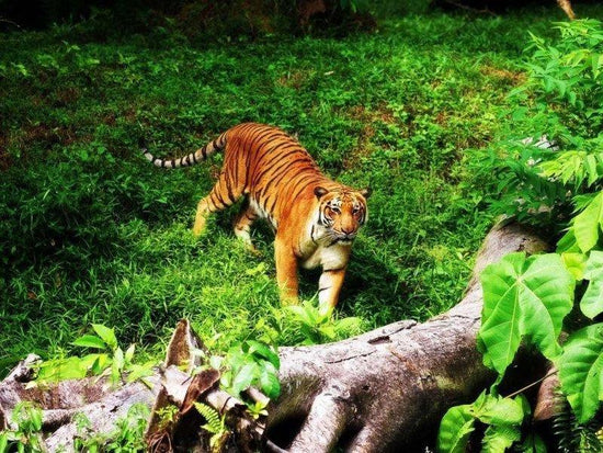 Tiger at the zoo in Bali