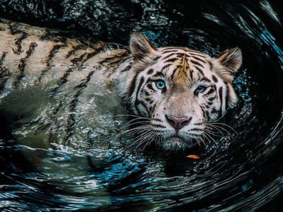 Tiger swimming in the pool at Singapore Zoo