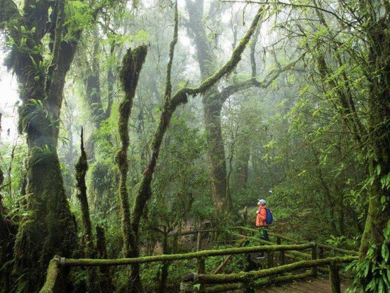 Tourist exploring the Doi Inthanon National Park