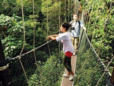 Tourist viewing the forest on the canopy walkway at Taman Negara