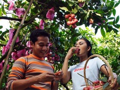 Tourists eating fresh plucked fruit in Desaru