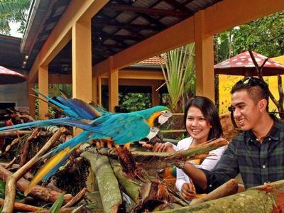 Tourists interacting with parrots in Langkawi