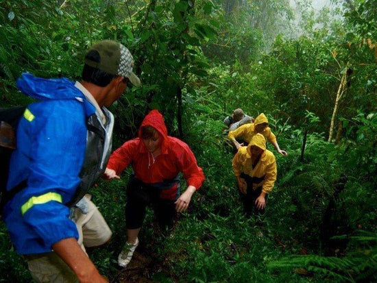 Tourists rainforest trekking in Bedugul