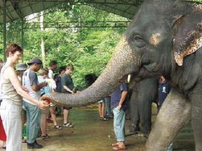 Tourists touching the trunk of an elephant in Kuala Gandah Elephant Sanctuary
