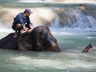 Trainer riding on an elephant in the river Laos