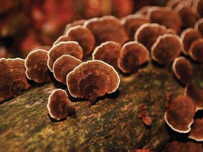 Tree fungus at rainforest in Gombak