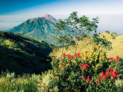 Trees growing on Mount Merbabu in Indonesia