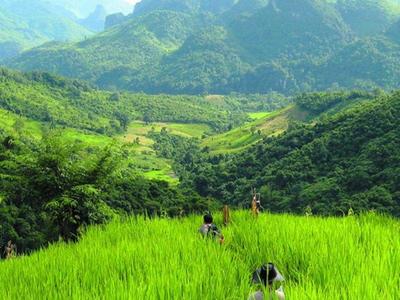 Trekking through tall grasses on a hill in Laos