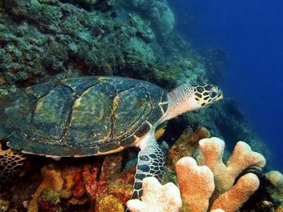 Turtle in the sea around Bali