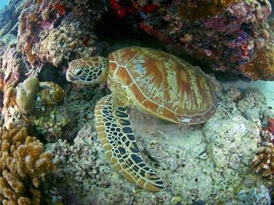 Turtle resting around the corals in Sipadan Island