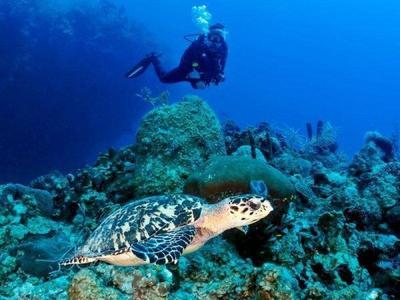 Turtle swimming in Perhentian