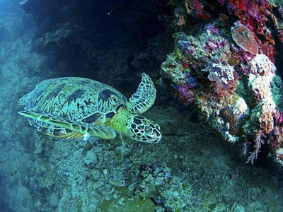 Turtle swimming near corals in Sipadan Island ocean
