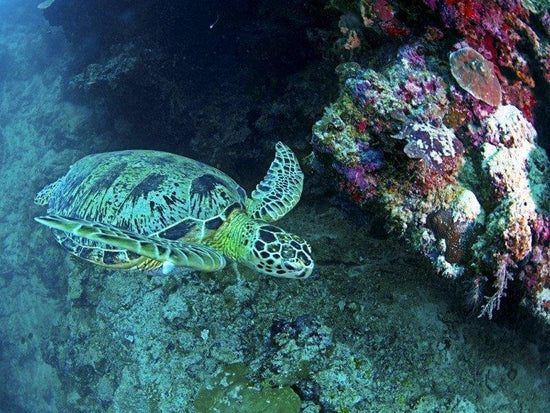 Turtle swimming near corals in Sipadan Island ocean