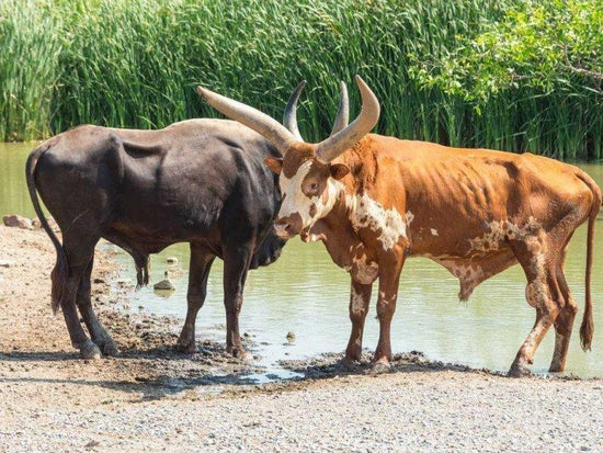 Two bulls resting by the river in Bangkok Safari