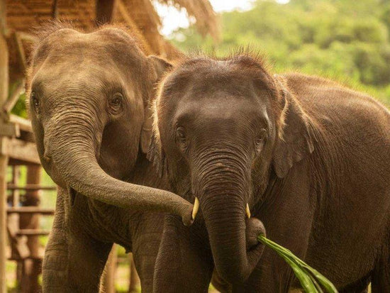 Two elephants feeding themselves in Elephant Village Camp