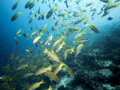 underwater world in mabul island