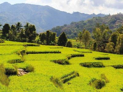 Vast rice paddy field in Flores island