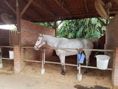 White horse inside a stable on Bukit Tinggi