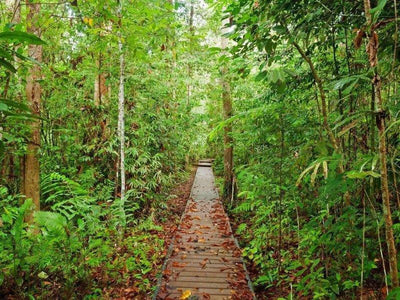 Wooden walkway in Taman Negara
