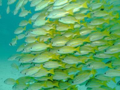 Yellow snapers swimming in a large group underwater at Mabul Island